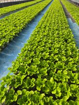 농민님의 작성글 사진