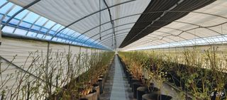 류근택님의 블루베리 · 영농일지 작성글 사진