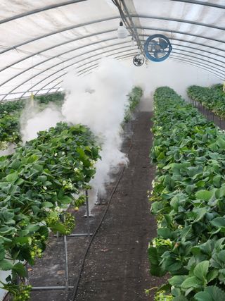 상월딸기 박명근님의 딸기 · 영농일지 작성글 사진