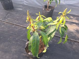 유용규님의 기타작물 · 영농일지 작성글 사진