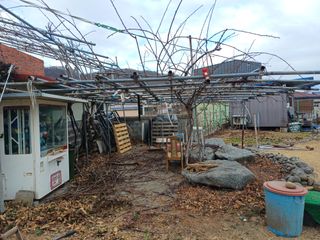 최정윤님의 기타작물 · 영농일지 작성글 사진