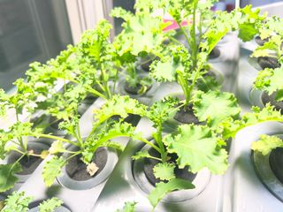 정종배님의 기타작물 · 영농일지 작성글 사진