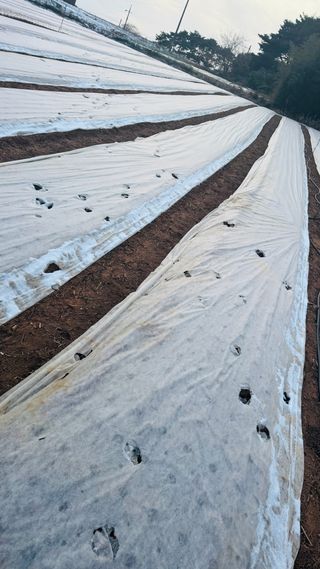 조한충님의 양파 · 영농일지 작성글 사진