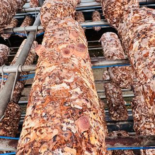 ㅇㅇㅈ님의 버섯 · 영농일지 작성글 사진