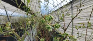 류근택님의 블루베리 · 영농일지 작성글 사진