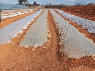 박린님의 마늘 · 영농일지 작성글 사진