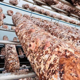 ㅇㅇㅈ님의 버섯 · 영농일지 작성글 사진