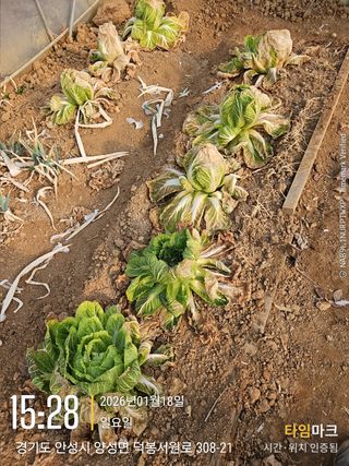 오은미님의 배추 · 영농일지 작성글 사진