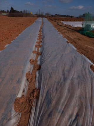 박린님의 마늘 · 영농일지 작성글 사진