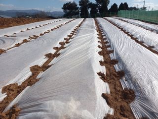 박린님의 마늘 · 영농일지 작성글 사진