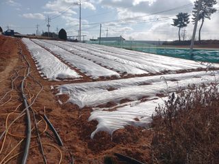 박린님의 마늘 · 영농일지 작성글 사진