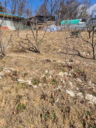 호랑이별님의 기타작물 · 영농일지 작성글 사진