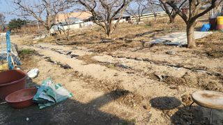 괴동조합장님의 파 · 영농일지 작성글 사진