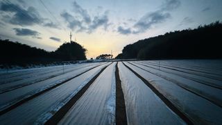 조한충님의 양파 · 영농일지 작성글 사진