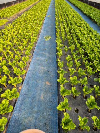 농민님의 상추 · 영농일지 작성글 사진