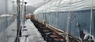 류근택님의 블루베리 · 영농일지 작성글 사진