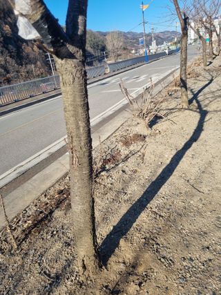 김용대님의 감 · 영농일지 작성글 사진