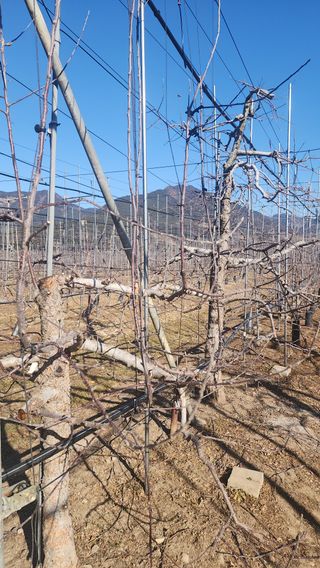 유혜영님의 사과 · 영농일지 작성글 사진