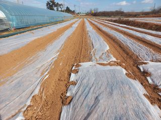 박린님의 마늘 · 영농일지 작성글 사진