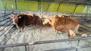 조한충님의 기타작물 · 영농일지 작성글 사진