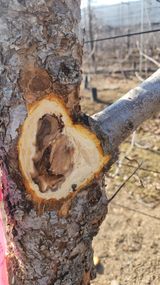 팜모닝 사과·영농일지 게시글 이미지