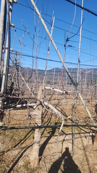 유혜영님의 사과 · 영농일지 작성글 사진