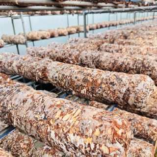 ㅇㅇㅈ님의 버섯 · 영농일지 작성글 사진