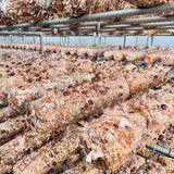 팜모닝 버섯·영농일지 게시글 이미지