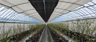 류근택님의 블루베리 · 영농일지 작성글 사진