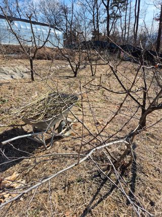 호랑이별님의 기타작물 · 영농일지 작성글 사진