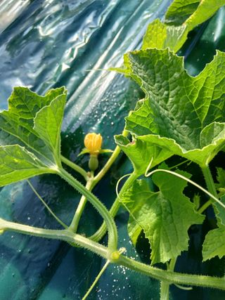 조영임님의 기타작물 · 영농일지 작성글 사진