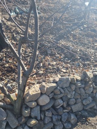 김용대님의 기타작물 · 영농일지 작성글 사진