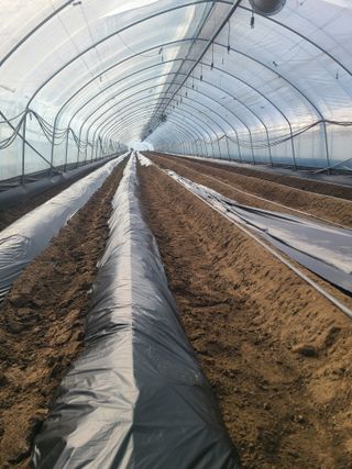 머위농장님의 기타작물 · 영농일지 작성글 사진