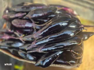 늘햇살팜 님의 기타작물 · 영농일지 작성글 사진