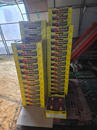 오경세님의 토마토 · 영농일지 작성글 사진