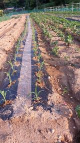 팜모닝 기타작물·영농일지 게시글 이미지