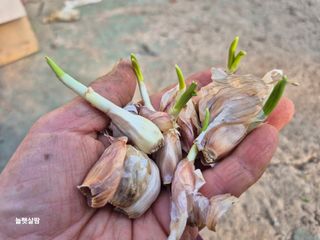 늘햇살팜 님의 기타작물 · 영농일지 작성글 사진