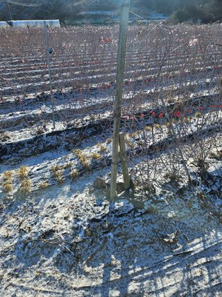 류대균님의 기타작물 · 영농일지 작성글 사진