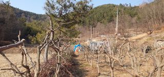 반성식님의 기타작물 · 영농일지 작성글 사진