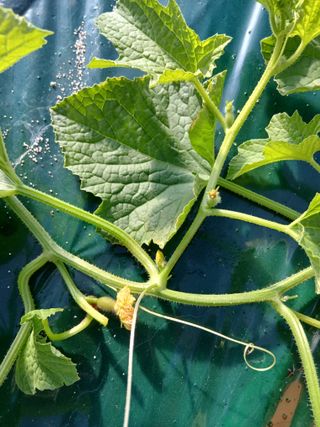 조영임님의 기타작물 · 영농일지 작성글 사진