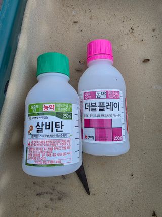 님의 딸기 · 영농일지 작성글 사진