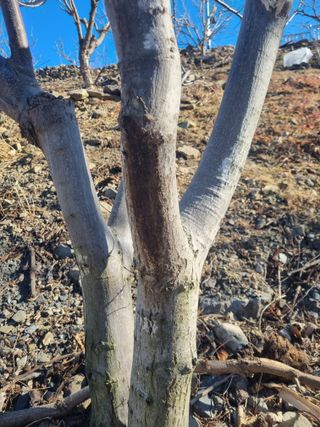 김용대님의 기타작물 · 영농일지 작성글 사진