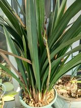 팜모닝 기타작물·영농일지 게시글 이미지