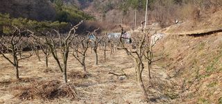 반성식님의 기타작물 · 영농일지 작성글 사진