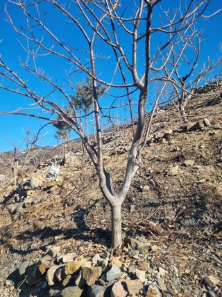 김용대님의 기타작물 · 영농일지 작성글 사진