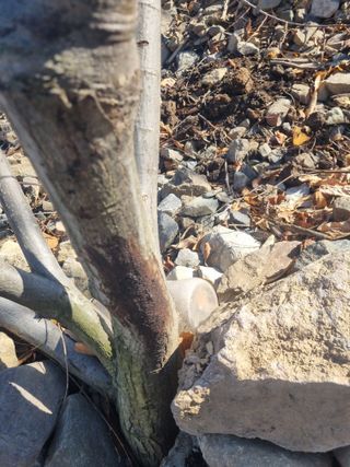 김용대님의 기타작물 · 영농일지 작성글 사진