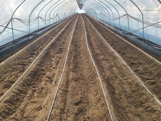 머위농장님의 기타작물 · 영농일지 작성글 사진