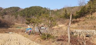 반성식님의 기타작물 · 영농일지 작성글 사진