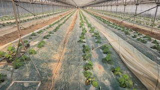 박범순님의 오이 · 영농일지 작성글 사진