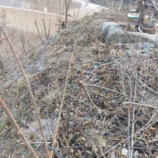 가로수님의 기타작물 · 영농일지 작성글 사진